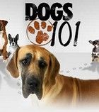 101 Nagykutya 1. évad (2010) online sorozat