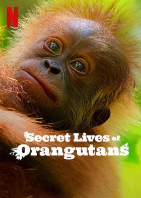 Az orangutánok titkos élete (2024) online film