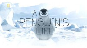 Egy pingvin élete (2013) online film